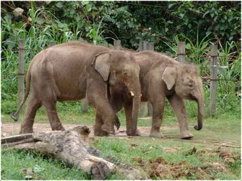 borneo elephant adaptations
